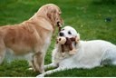 Plush and Stuffed Toys and Animals